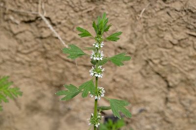 Lagopsis supina, photographed by Zinogre