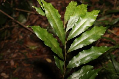 Eupomatia bennettii, photographed by Greg Tasney