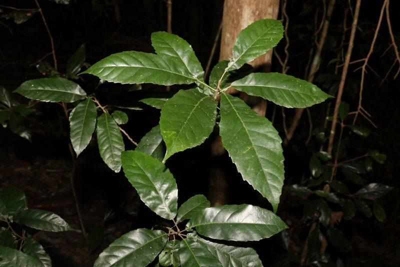 Sloanea woollsii, photographed by Greg Tasney