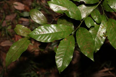 Eupomatia laurina, photographed by Greg Tasney