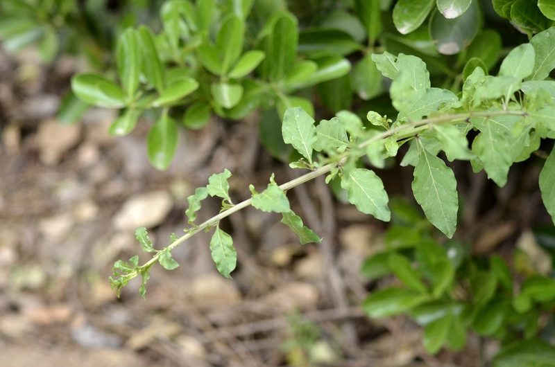 Lycium chinense, photographed by Zinogre