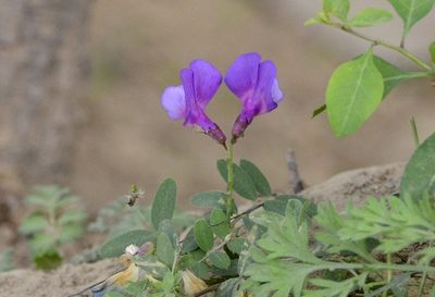 Vicia bungei, photographed by Zinogre