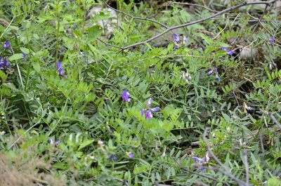 Vicia bungei, photographed by Zinogre