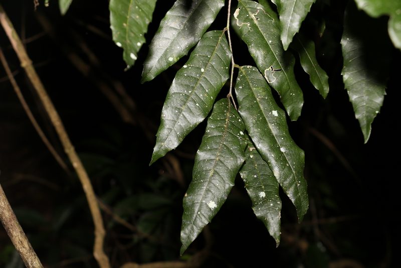 Elattostachys nervosa, photographed by Greg Tasney
