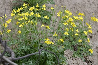 Dicranostigma leptopodum, photographed by Zinogre
