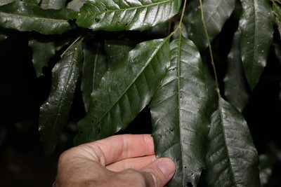 Elattostachys nervosa, photographed by Greg Tasney