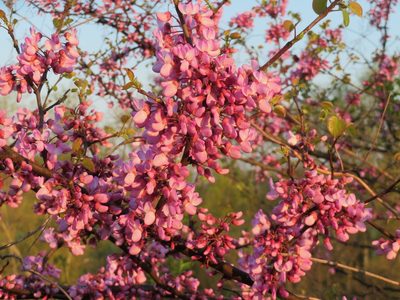 Cercis siliquastrum, photographed by Marco Mussita