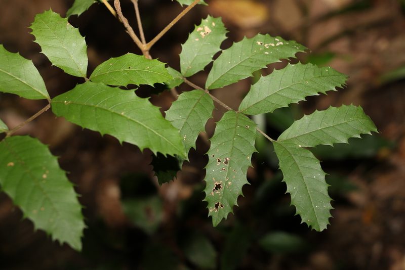 Cupaniopsis serrata, photographed by Greg Tasney