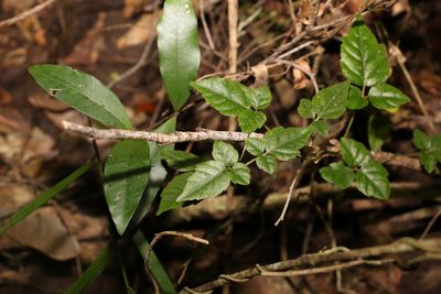 Cephalaralia cephalobotrys, photographed by Greg Tasney