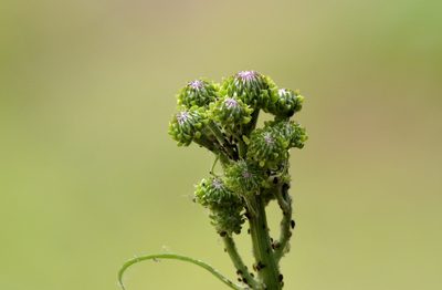Saussurea lyrata, photographed by Zinogre