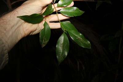 Syzygium oleosum, photographed by Greg Tasney