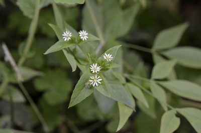 Stellaria aquatica, photographed by Zinogre