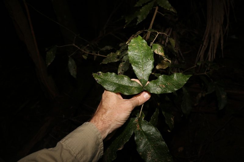 Acronychia pubescens, photographed by Greg Tasney