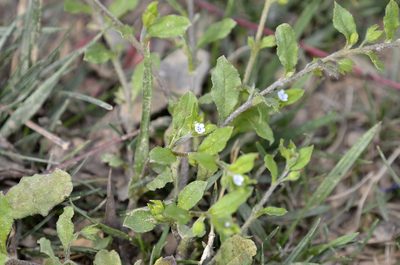 Bothriospermum zeylanicum, photographed by Zinogre