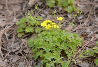 Crepidiastrum sonchifolium, photographed by Zinogre