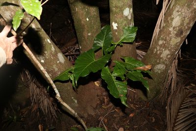 Alocasia brisbanensis, photographed by Greg Tasney
