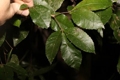 Pseudoweinmannia lachnocarpa, photographed by Greg Tasney
