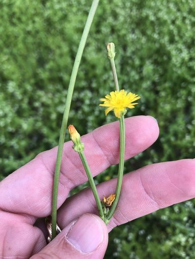 Crepis zacintha, photographed by Sam Kieschnick