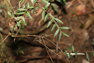 Pilidiostigma rhytispermum, photographed by Greg Tasney