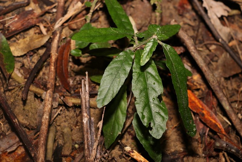 Brunoniella spiciflora, photographed by Greg Tasney