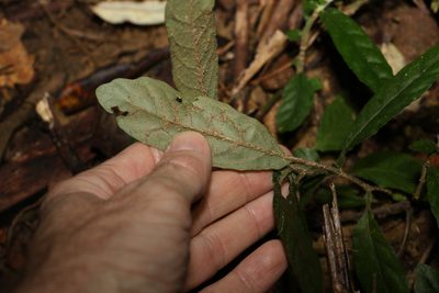 Brunoniella spiciflora, photographed by Greg Tasney