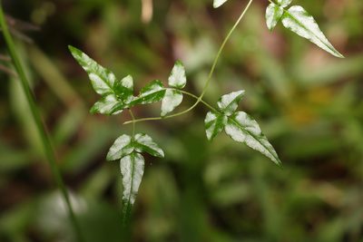 Jasminum dallachyi, photographed by Greg Tasney