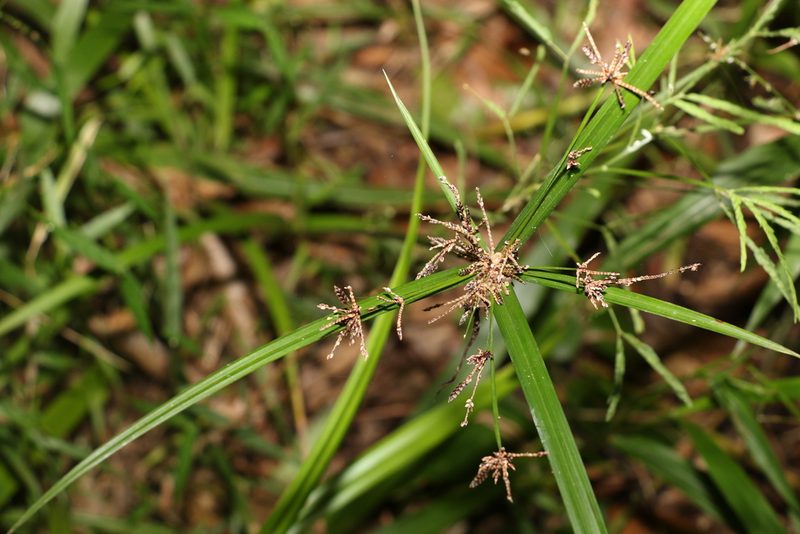 Cyperus tetraphyllus, photographed by Greg Tasney
