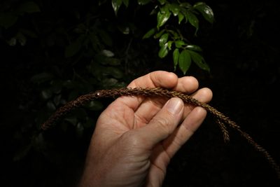 Araucaria cunninghamii, photographed by Greg Tasney