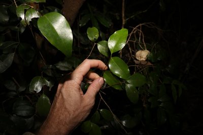 Gossia bidwillii, photographed by Greg Tasney