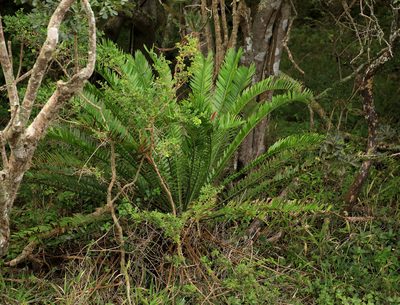 Encephalartos altensteinii, photographed by Wynand Uys