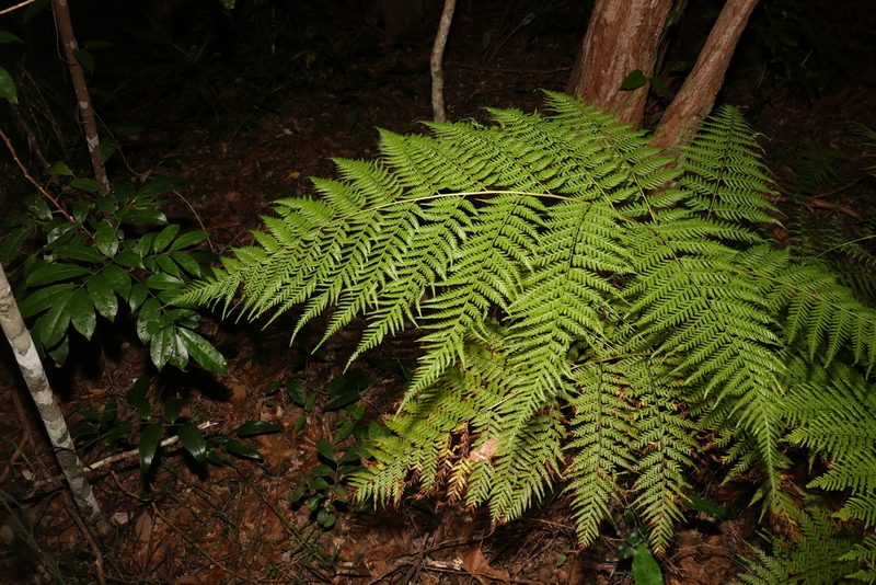 Calochlaena dubia, photographed by Greg Tasney