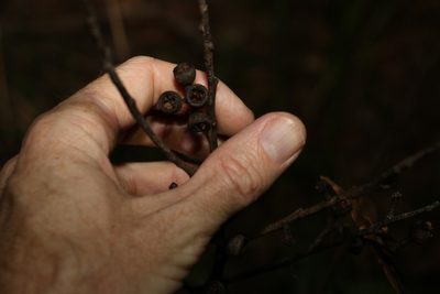 Eucalyptus pilularis, photographed by Greg Tasney