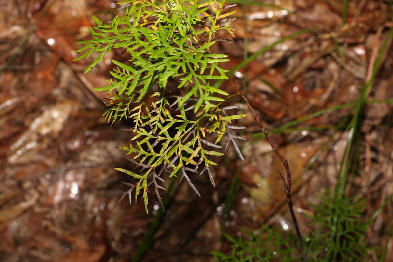 Lomatia silaifolia, photographed by Greg Tasney