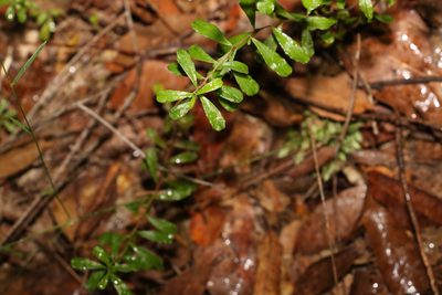 Hibbertia aspera, photographed by Greg Tasney