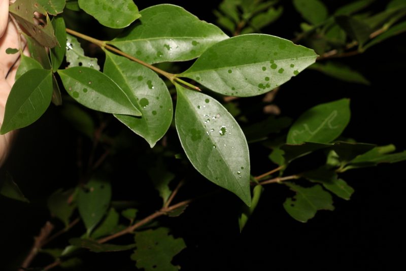 Cyclophyllum longipetalum, photographed by Greg Tasney