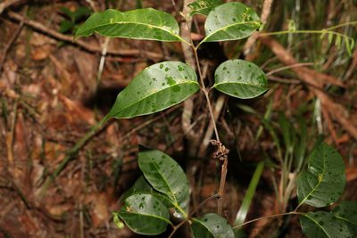 Euroschinus falcatus, photographed by Greg Tasney