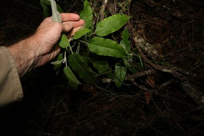 Astrotricha latifolia, photographed by Greg Tasney