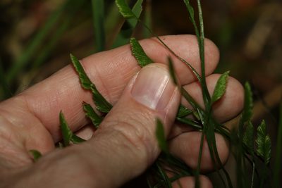 Schizaea bifida, photographed by Greg Tasney