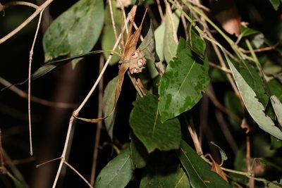 Syncarpia glomulifera, photographed by Greg Tasney