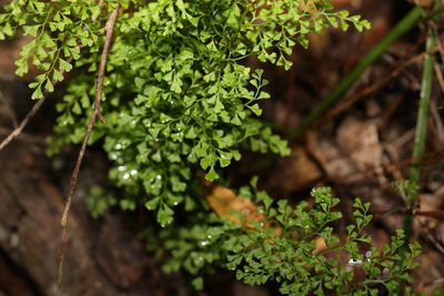 Lindsaea microphylla, photographed by Greg Tasney