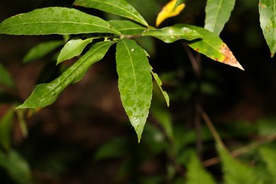Elaeocarpus reticulatus, photographed by Greg Tasney