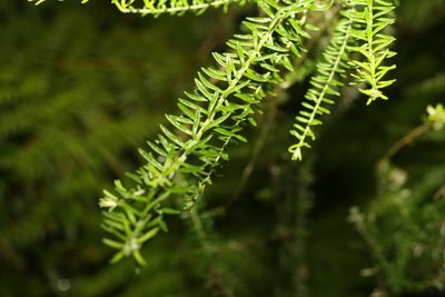 Ozothamnus diosmifolius, photographed by Greg Tasney
