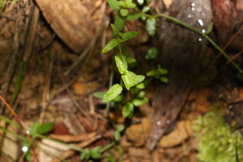 Gonocarpus chinensis, photographed by Greg Tasney