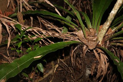 Asplenium australasicum, photographed by Greg Tasney