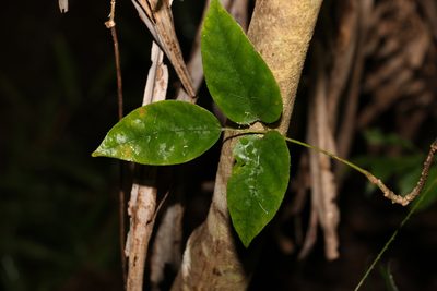 Cephalaralia cephalobotrys, photographed by Greg Tasney