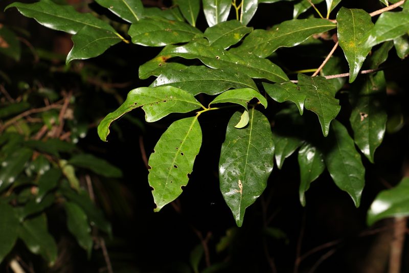 Cryptocarya macdonaldii, photographed by Greg Tasney