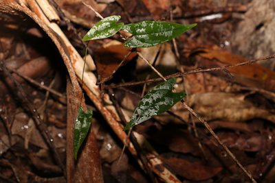 Dioscorea transversa, photographed by Greg Tasney