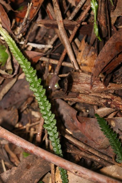Doodia linearis, photographed by Greg Tasney
