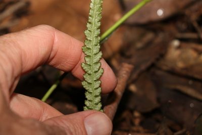 Doodia linearis, photographed by Greg Tasney
