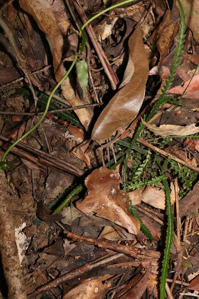 Doodia linearis, photographed by Greg Tasney